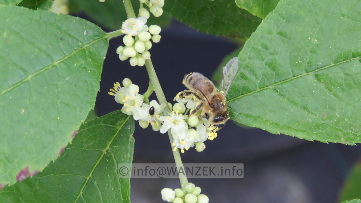 Ilex verticillata (male) Maennliche Blueten 01.JPG